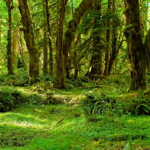 Bradley Steven Robinett buried dozens of firearms and other stolen goods in a heavily forested area of Olympic National Park.