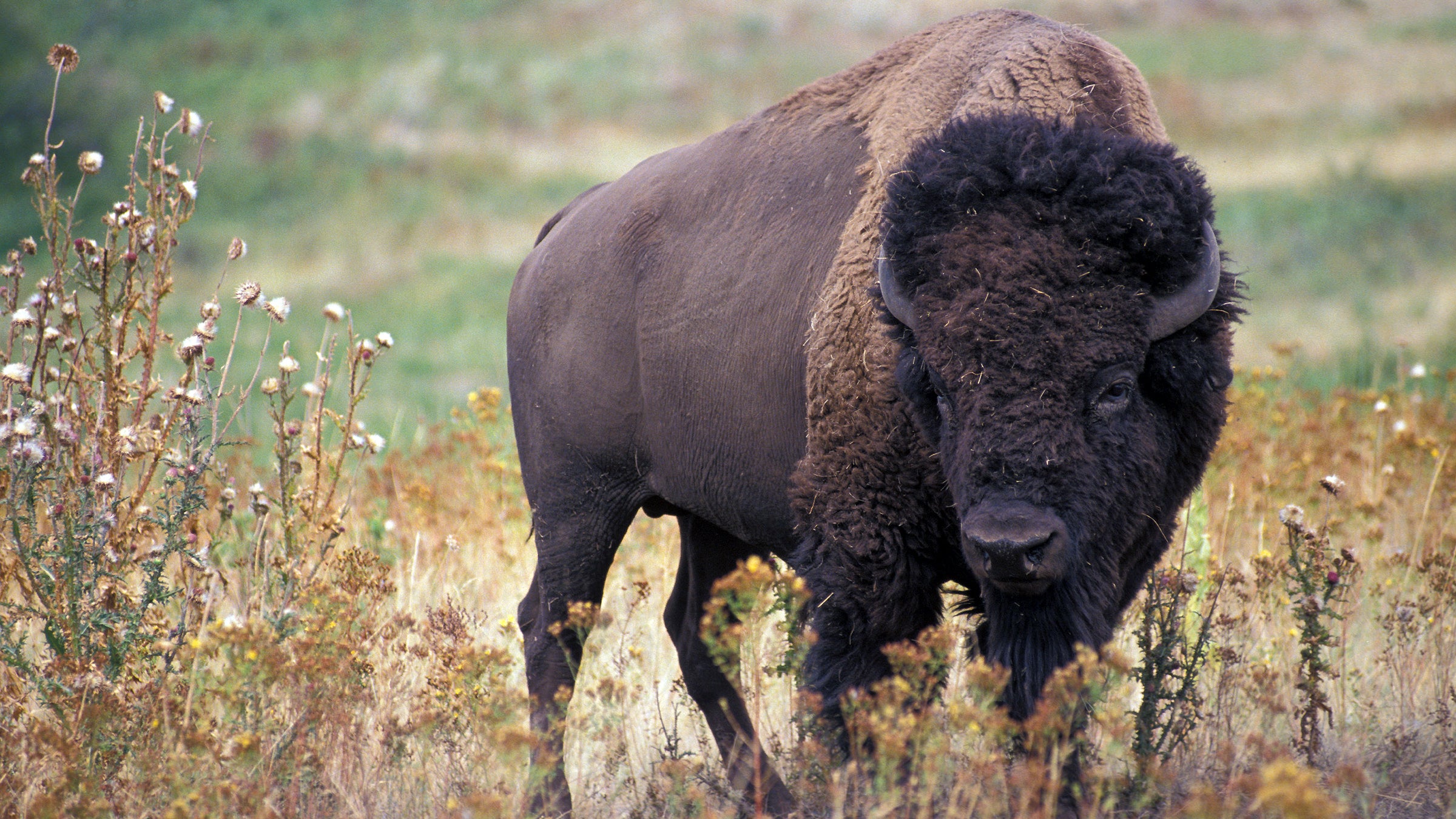 To bring herds back within population targets, 1,159 government-owned bison were moved to private owners.