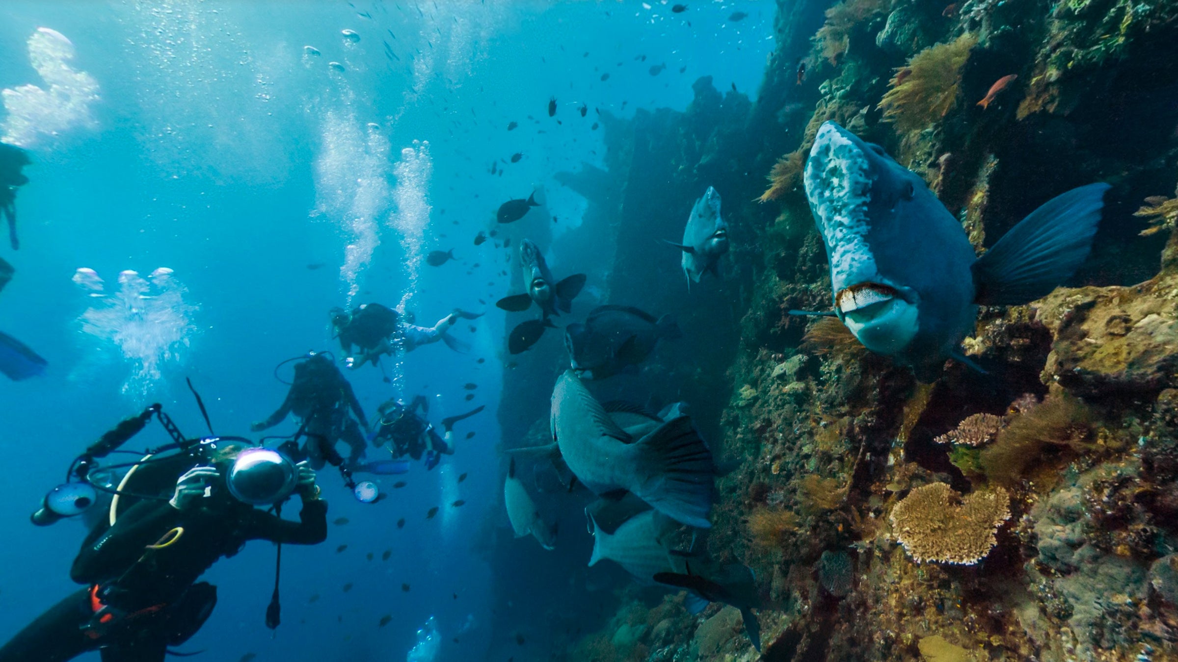 Catlin Seaview Survey captured a 360-degree view of parrotfish at the USAT Liberty wreck off the coast of Bali.