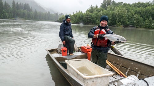 On day eight, just above tidewater at river mile 90, we floated around a corner to find Alaska Department of Fish and Game technicians working on a salmon study. They were the first and only people we saw on the expedition, and seemed as shocked as we were by the encounter. Here they prepare to release a sockeye salmon back into the Unuk.