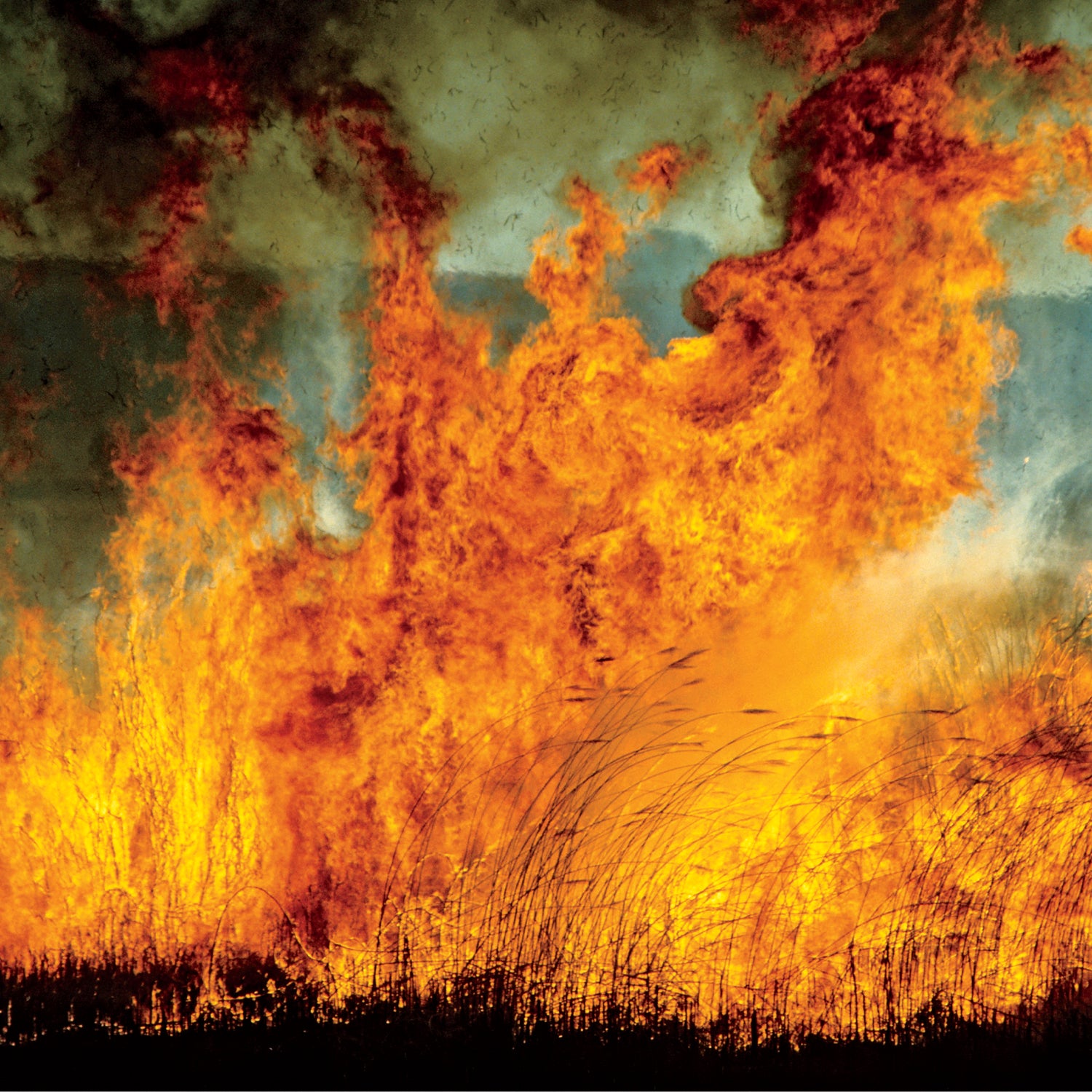 Huge flames leaping from a veld fire.