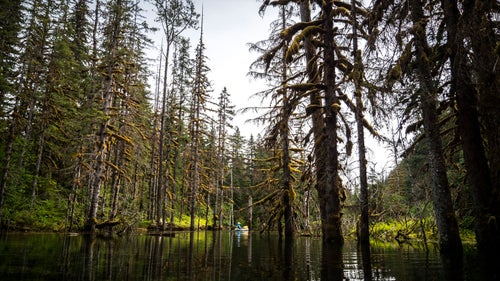 While the KSM mine would make a lot of money for a few people in Canada, Alaskans downstream see risk. Chief among their concerns is the engineering challenge of containing the toxic chemical byproducts that result when billions of tons of dug-up earth are exposed to air and rain. History proves that despite assurances and best laid plans, gravity almost always pulls this acid mine drainage into the watershed below a mine. The wetter and more seismically active the place, the harder it is to contain them.