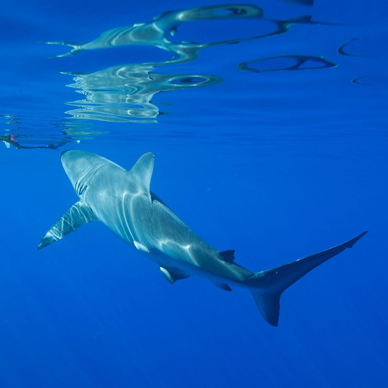 As part of their daily trips offshore, Oliphant and Ramsey monitor the number of sharks they see, which species, and the sharks’ behavior. They collect photographs of each individual and record all the data. They hope to use the information to identify trends in shark behavior and help change some of the many misperceptions about these predators.