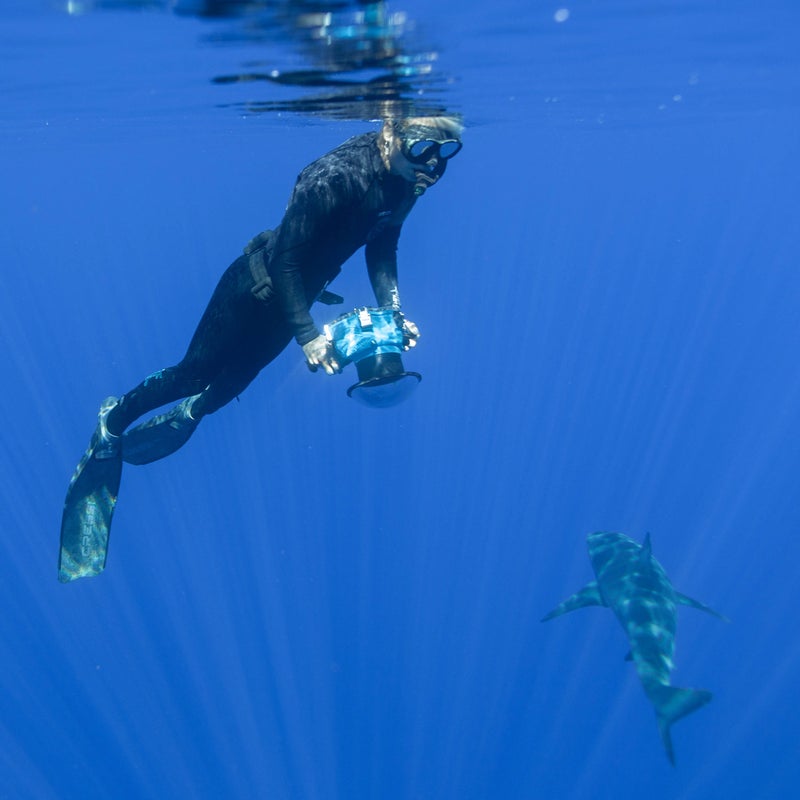 One Ocean Diving’s research site is a mooring about three miles offshore. The location is a natural gathering spot for sandbar, Galapagos, and tiger sharks. Whales and more rare shark species, like great white and scalloped hammerhead, occasionally visit the area. On some days, Oliphant and Ramsey spend up to six hours in the water.