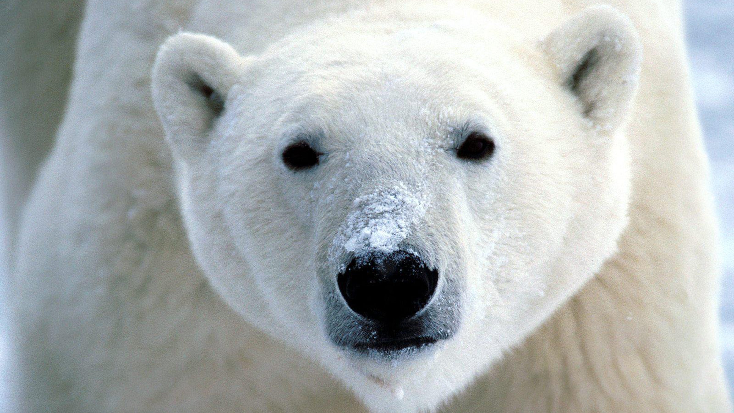 Polar beers are commonly found in the Arctic National Wildlife Refuge.