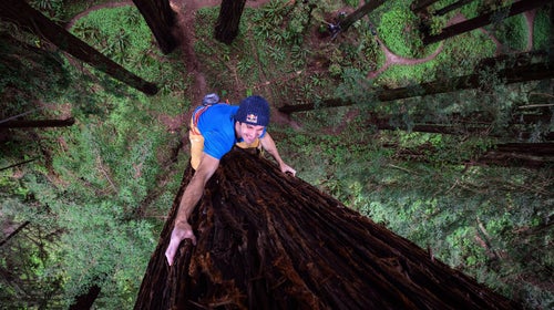 Red Bull worked with UC Berkeley, which is developing funding to evaluate the impact of the historic drought on redwood trees and forests in the Santa Cruz Mountains.