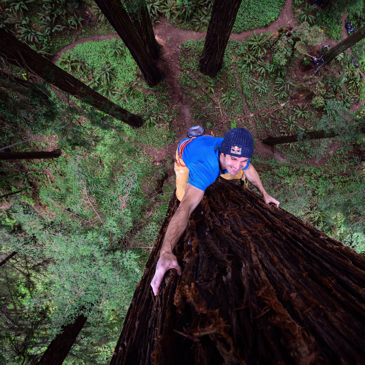 Red Bull worked closely with UC Berkeley, who is currently developing funding to evaluate the impact of the current historic drought on redwood trees and forests in the Santa Cruz Mountains.