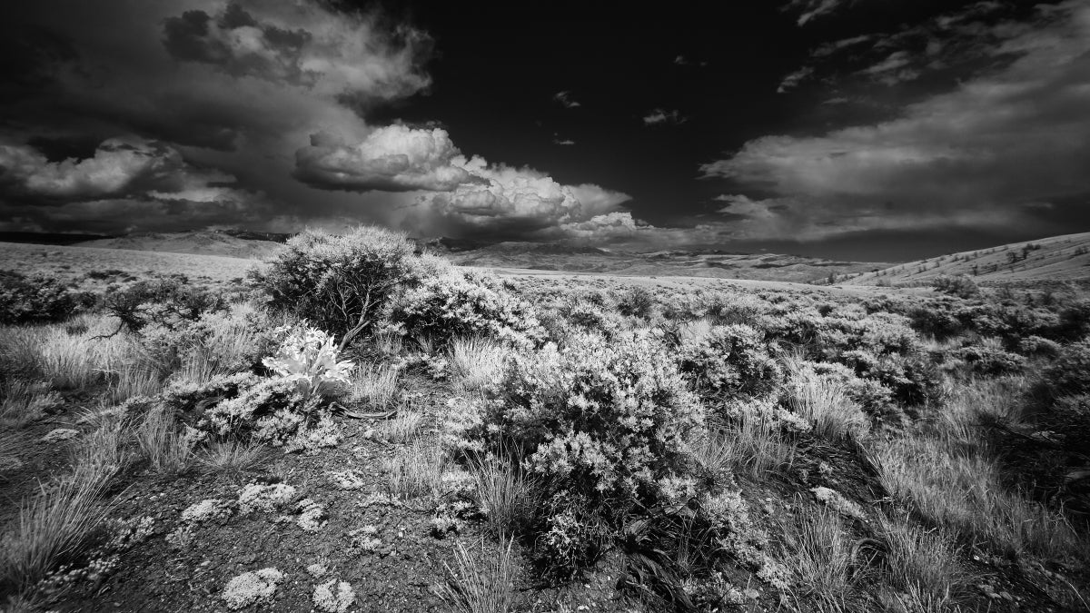 Scientists Map Sagebrush with Drones