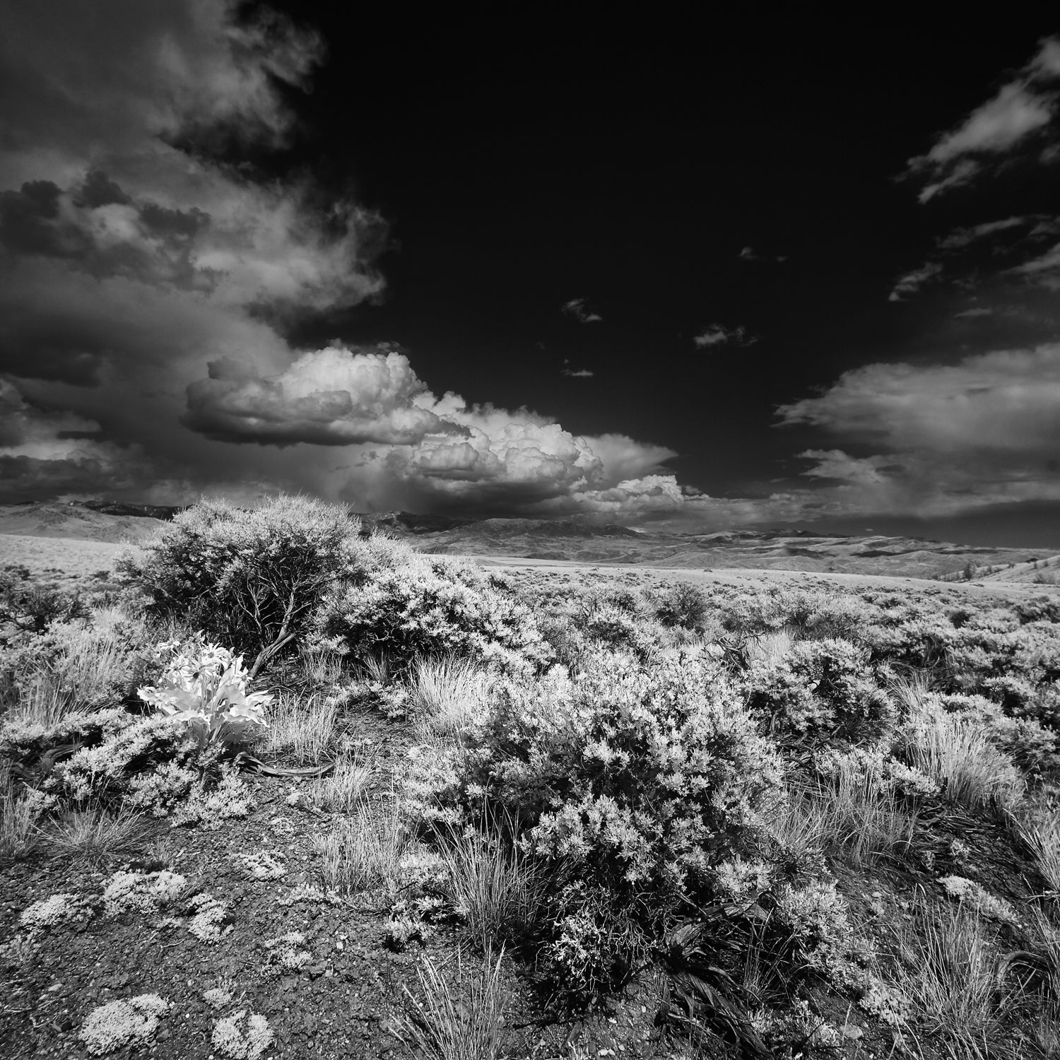 Scientists Map Sagebrush with Drones