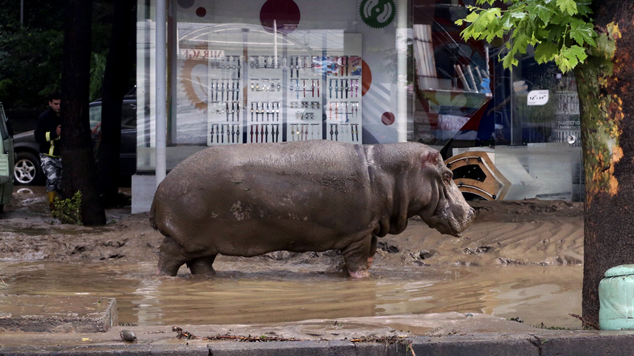A hippopotamus that escaped in the flooding was later recaptured in the city square.