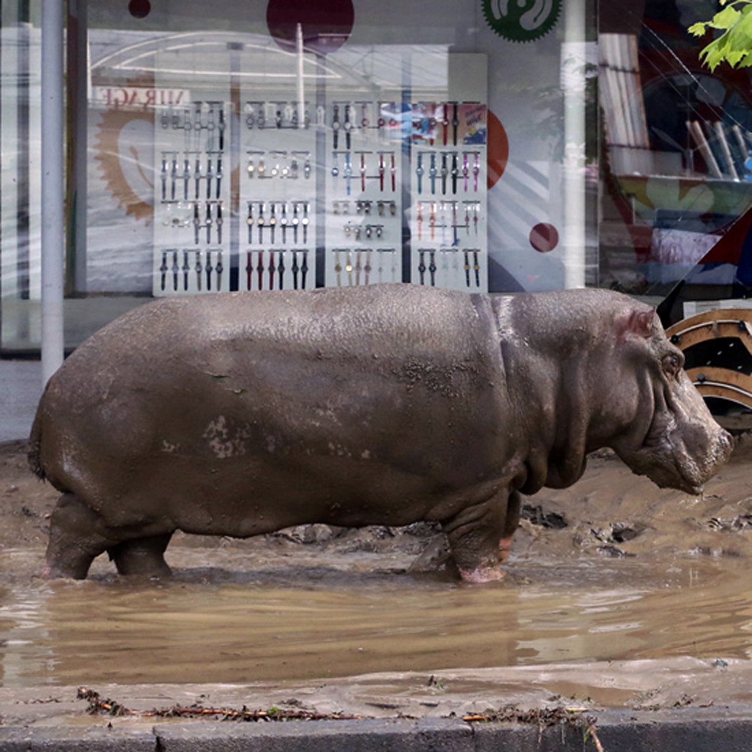 A hippopotamus that escaped in the flooding was later recaptured in the city square.