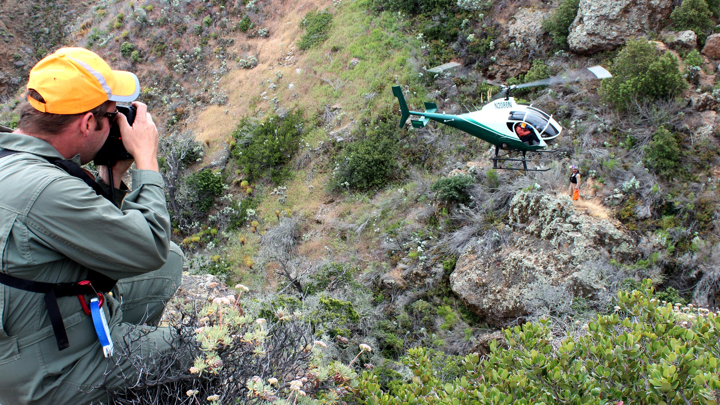 Helicopters help conservationists find invasive species in hard-to-reach places.