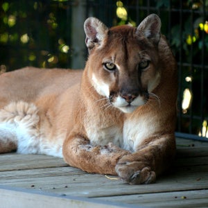 There is debate on whether or not the eastern cougar is its own subspecies, but it has not been seen for over 70 years.