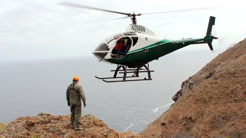 Helicopters help conservationists find invasive species in hard-to-reach places.