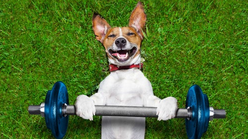 If you're looking for a dog who can keep pace, you should start with this list.