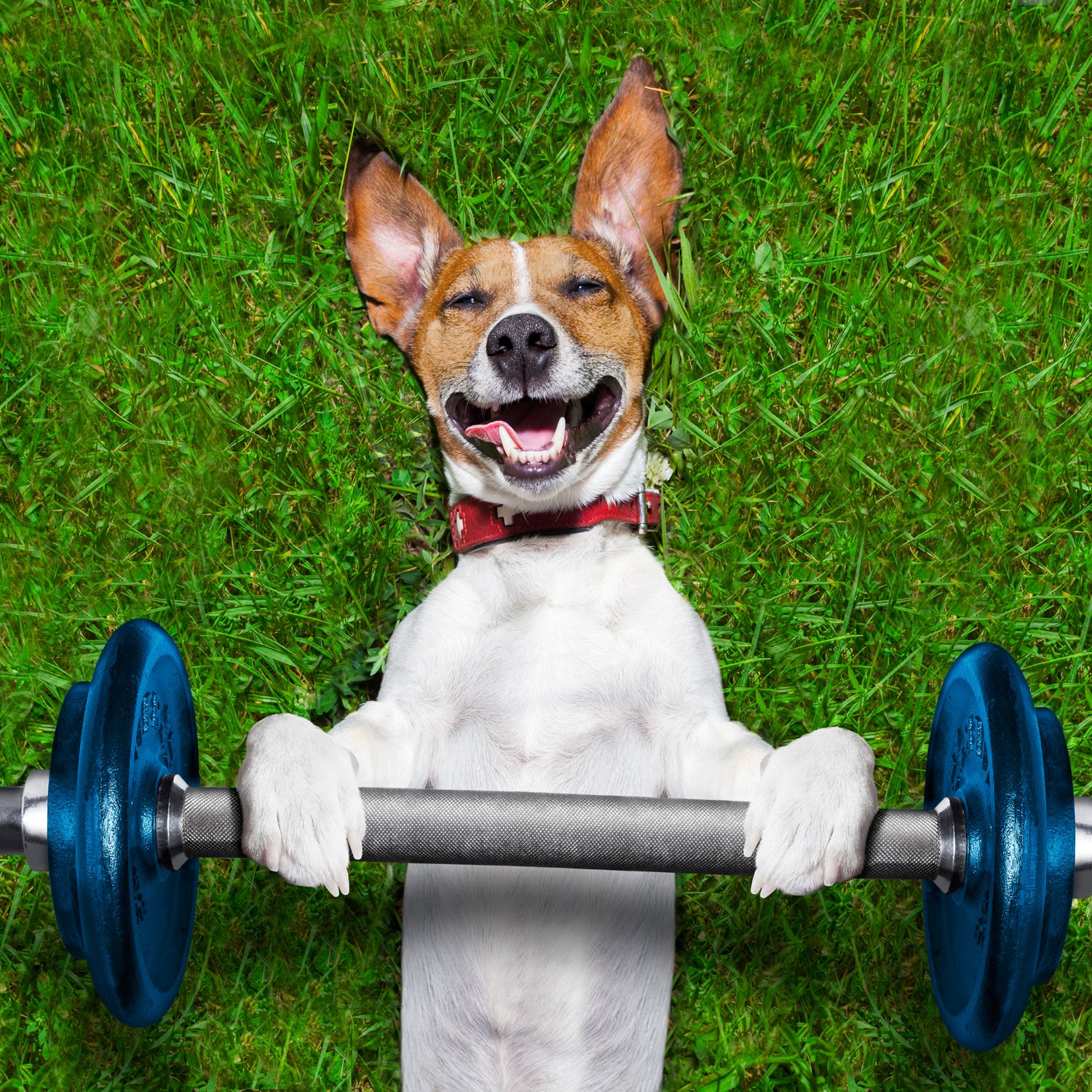 https://cdn.outsideonline.com/wp-content/uploads/2015/06/22/fitness-dog-smiling_s.jpg
