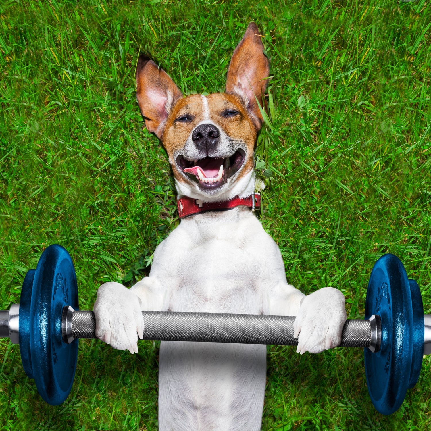 The 20 Best Active Dog Breeds