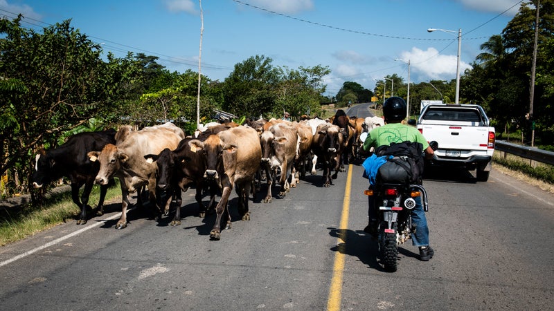 Jared Rosa waits for a herd of cattle to pass on the road between Rama and Santo Tomas.