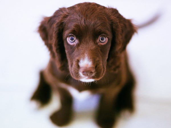 Sure they're all adorable, but selecting the right puppy for your family might be harder than you think.