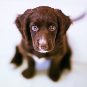 Sure they're all adorable, but selecting the right puppy for your family might be harder than you think.