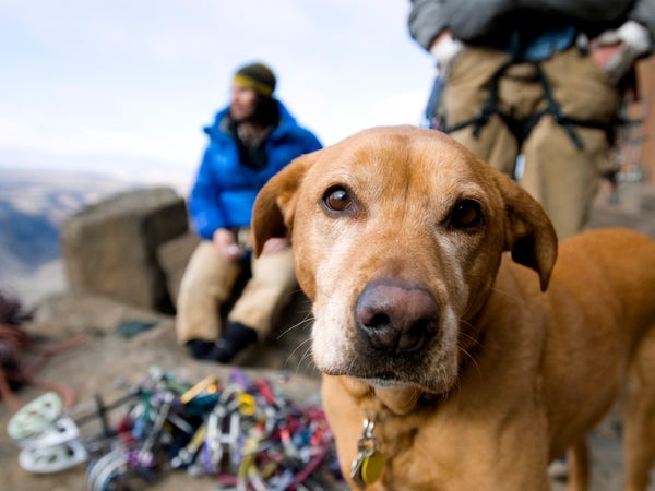 In many cases, merely keeping your dog calm in the wake of suffering an injury can be crucial in minimizing damage to your companion.