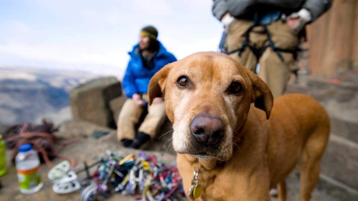 A Guide to First Aid for Dog Owners