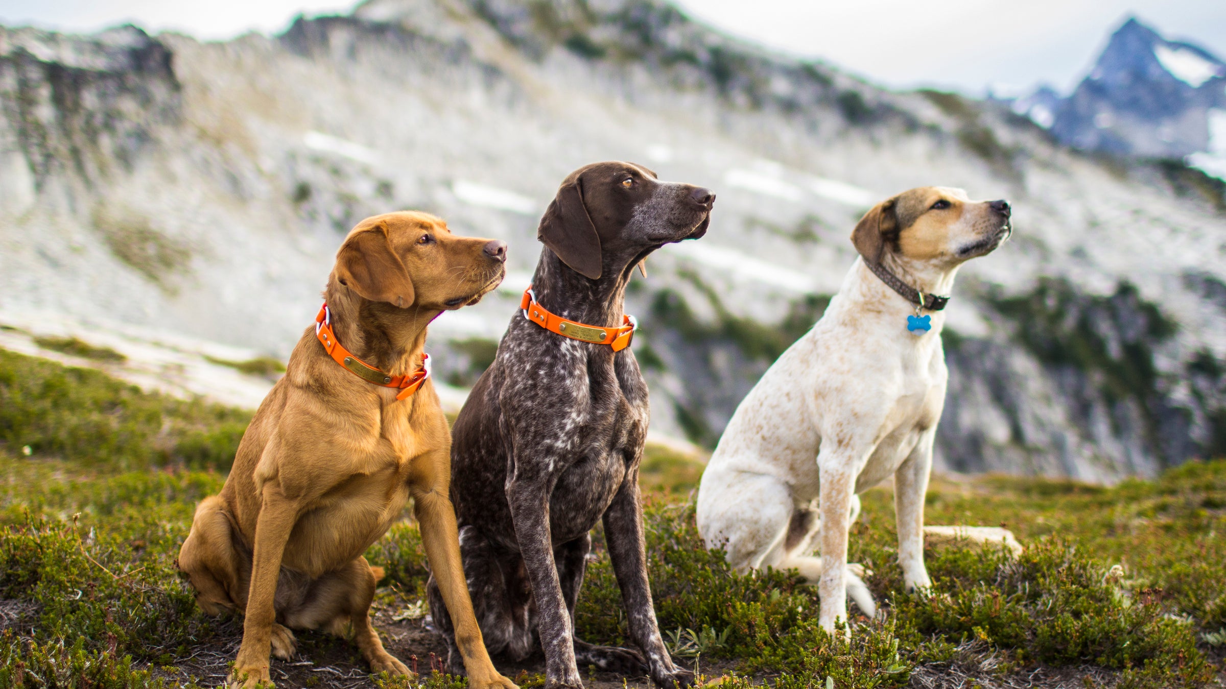 Hiking with your dog? Do your doo diligence!