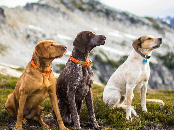 A well-trained dog is the product of its owner’s diligent effort and persistence. If you would like to train your dog but are unsure how to begin, consider these recommendations.