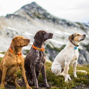 A well-trained dog is the product of diligent efforts and persistence by its owner. If you would like to train your dog, but are unsure how to begin, consider the following recommendations.