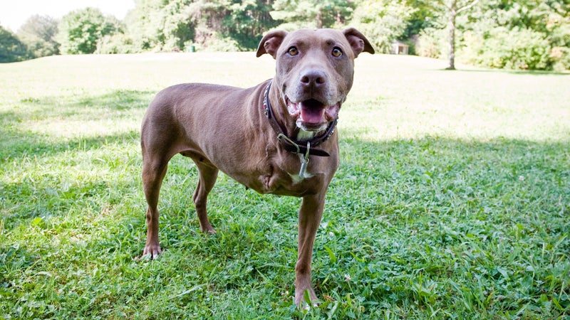 Lilly the pit bull lost her right leg saving an unconscious Christine Spain from an oncoming train.