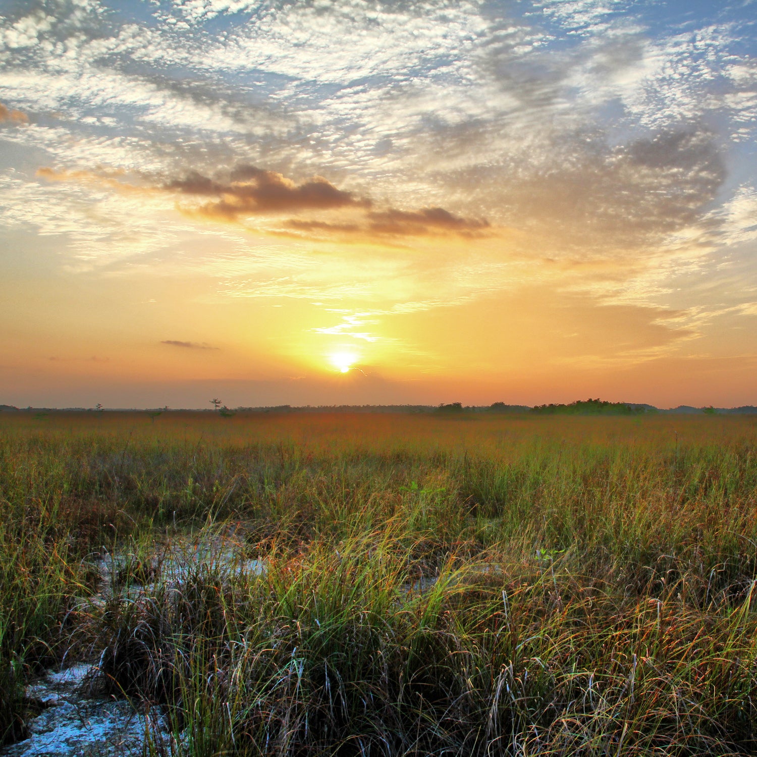 The Everglades are considered at high risk of exposure to sea-level rise.