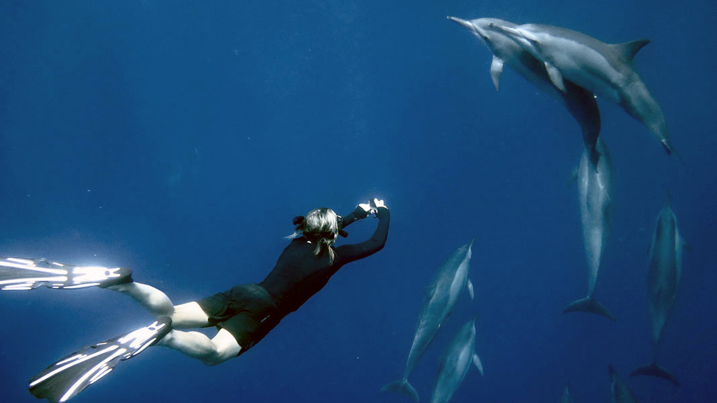 Susan Casey spent five years researching (and swimming with dolphins) for her book.