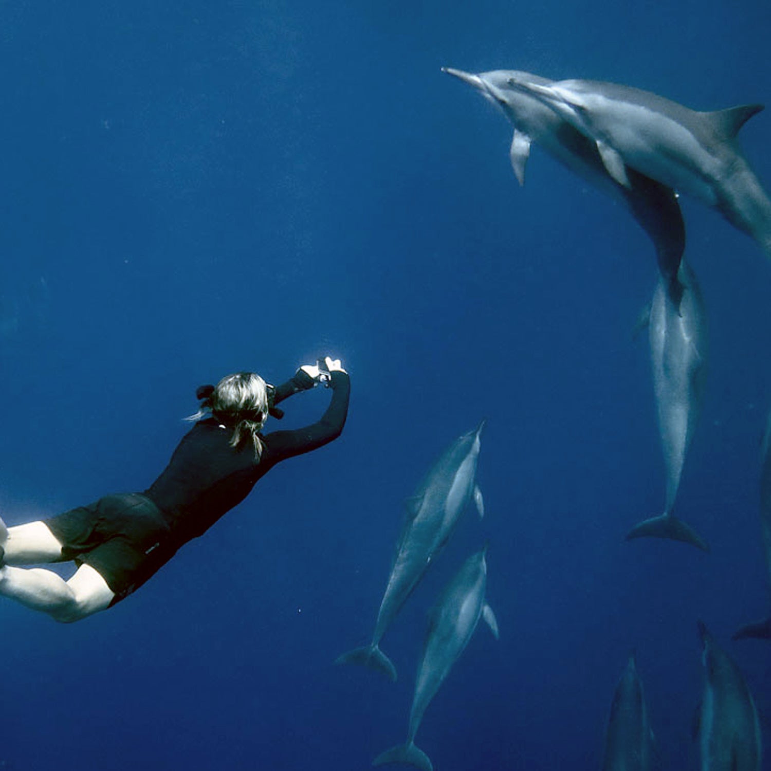 I went swimming with dolphins—here's why I'll never do it again