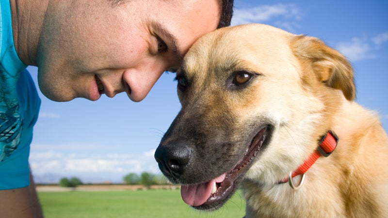 Lassie: A Dog's Life, The First Fifty Years