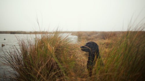 In his 1824 classic Instructions to Young Sportsmen in All That Relates to Guns and Shooting, Lt. Colonel Peter Hawker made the first enduring reference to the dog we now know as the Labrador retriever: He 鈥渕ay be broken into any kind of shooting; and, without additional instruction, is generally under such command, that he may be safely kept in, if required to be taken out with pointers. For finding wounded game, of every description, there is not his equal in the canine race; and he is a sine qud non in the general pursuit of wildfowl.鈥庘