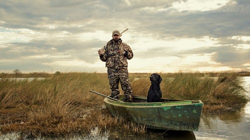 When it鈥檚 time to retrieve, Labs get sent into the field by name. Most of the time, they can remember where each bird fell. But if not, the hunter will guide them into the scent with hand signals. Dogs are among the few animals in the world that can understand the significance of a human pointing in a certain direction.