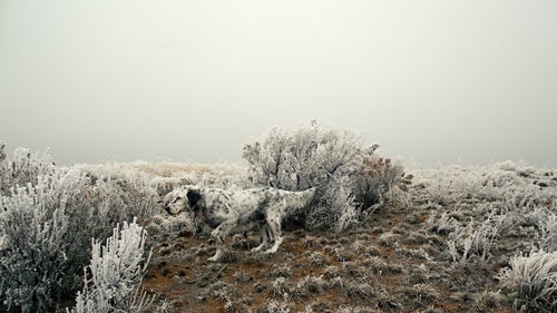 The set, like a crouching point, is a genetic trait that comes from the moment just before a predator pounces on its prey. Over the centuries, breeders have developed and trained dogs to hold that pre-pounce freeze, which gives the hunter time to get into position, flush the bird, and take a clean shot.