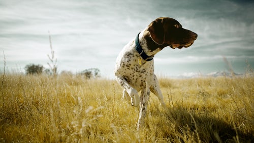 Whereas Flushing dogs like the springer spaniel and the Labrador retriever always stay within about 20 yards of the hunter, pointing dogs like English pointers and German shorthair pointers (GSPs) range over great distances, often wearing GPS-enabled collars. A good GSP (seen here) can keep a bird in place for 20 minutes or more while the hunter catches up to make the shot.