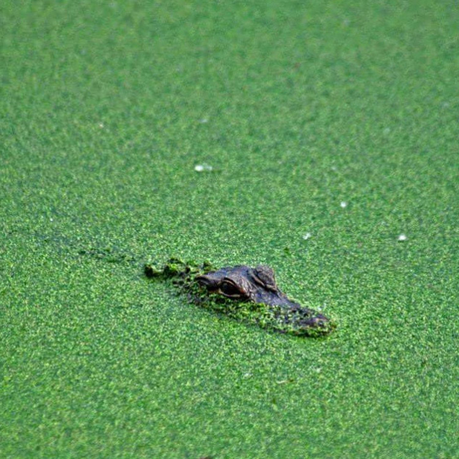 Baby Gator stalking the pond underneath all of the nesting wading birds. #BestTowns2015 #hiltonheadsc