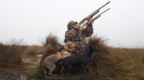 All Labradors are born knowing how to hunt. The trick is getting them to have an off switch. Most of a gun dog鈥檚 training involves learning to ignore distractions鈥攂irds flying by, guns firing, helpful passers by who really want to pet that cute dog. The best hunting dogs sit quietly, watch the sky, and don鈥檛 flinch at every bang.