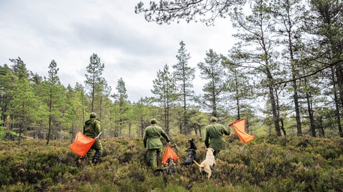 The job of a pheasant beater鈥攗sed primarily on high-end wingshooting estates in the UK鈥攊s to work with the dogs to flush birds into the air for the guns. With multiple dogs, birds, and guns in the field, things can get chaotic and dangerous very quickly.