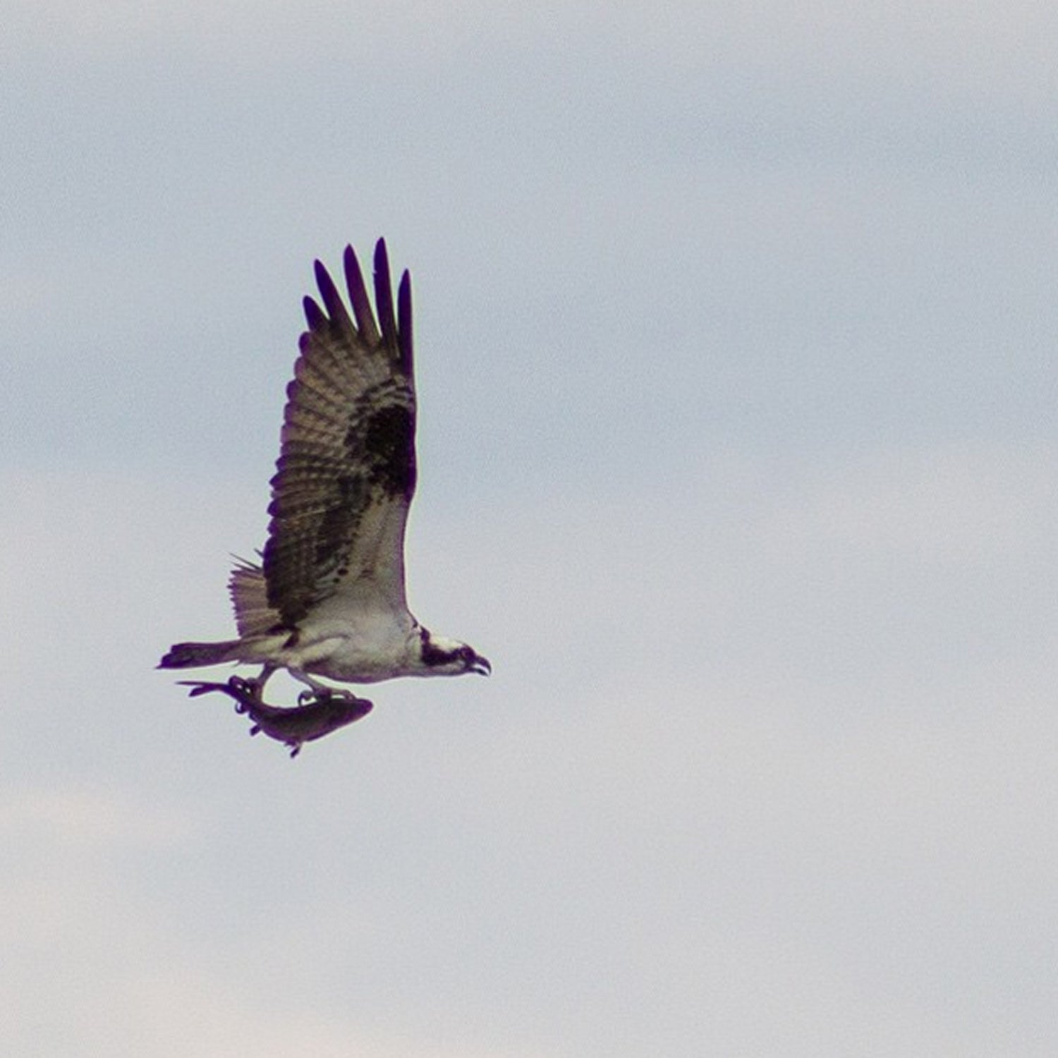 Here's another shot from the osprey's feeding frenzy this past Monday.