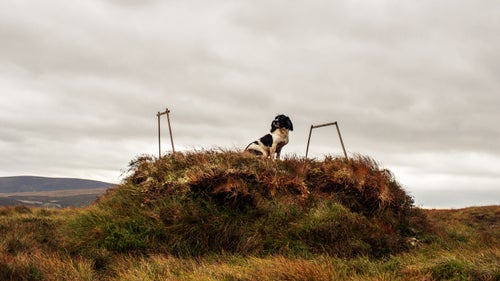 Thought to have originated in Spain, the Spaniel was mentioned by name as early as 300 A.D. in Wales. The dog was used to 鈥渟pring鈥 or flush game. The first pure-blood English Springer Spaniel line was developed around 1800 in Shropshire, England. The first Springer Spaniel in North America was imported from England (to Canada) in 1913. They are now one of the most popular field dogs in the world.
