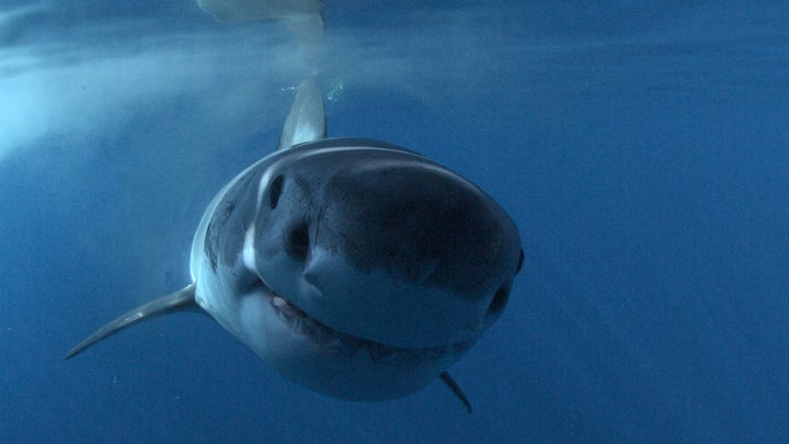 Lessons From Shark Week’s Chief Cameraman - Outside Online