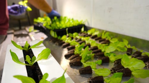 An employee at Freight Farms transplants seedlings into vertical growing towers inside the Leafy Green Machine.