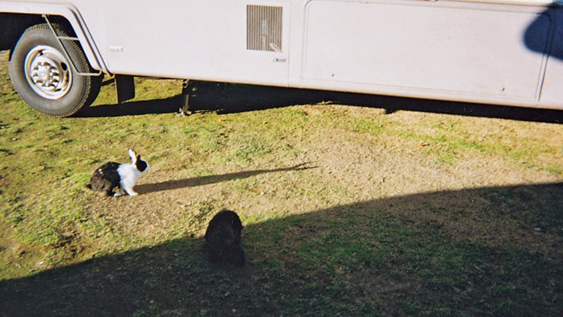 Rabbits in Pacific City!