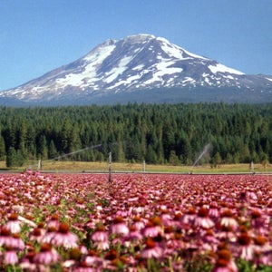 Mount Adams  3’742m, WA
Trout Lake Farm