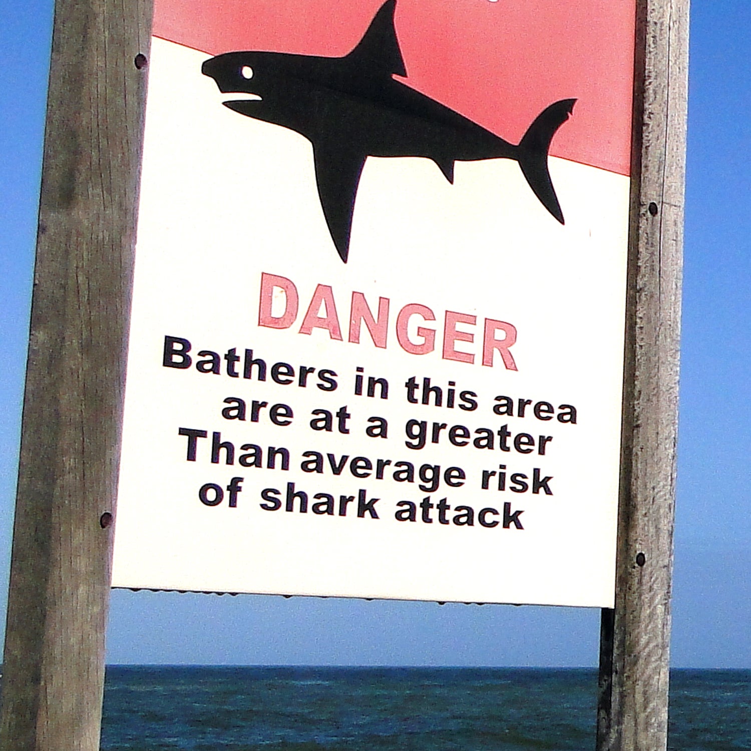 The Shark Attacks In North Carolina, Explained