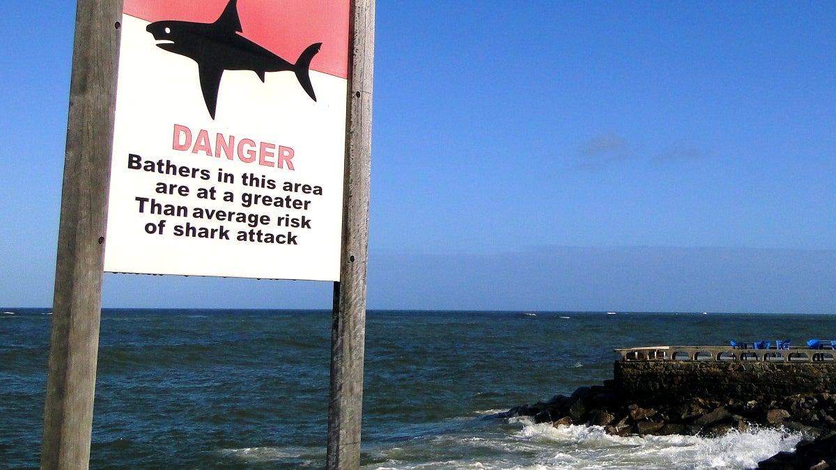 Shark Attack Risk Down in California