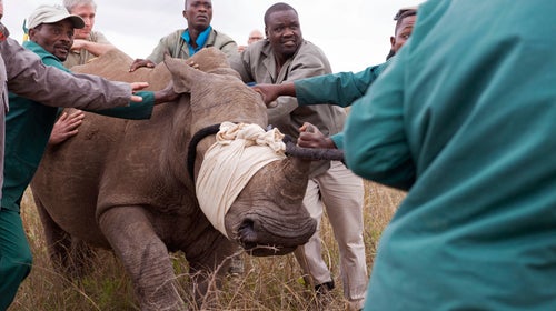 A white Rhino is captured and moved to a truck after its partner was killed by poachers near the town of Hluhluwe, South Africa in 2014. Those protecting rhinos from poachers aren't sure synthetic ivory will help.
